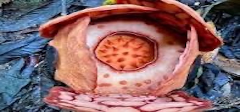 Oxford Diserbu Kritik: Anies dan Netizen Tuntut Pengakuan Peneliti Indonesia